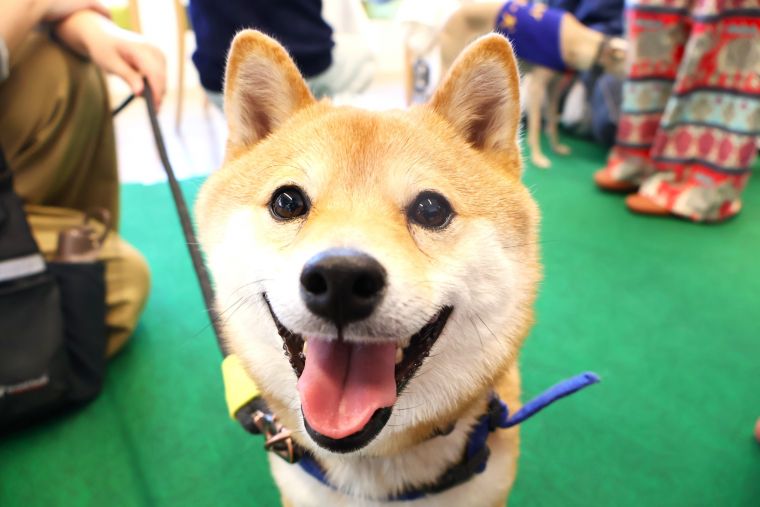 ワンだふる来訪！