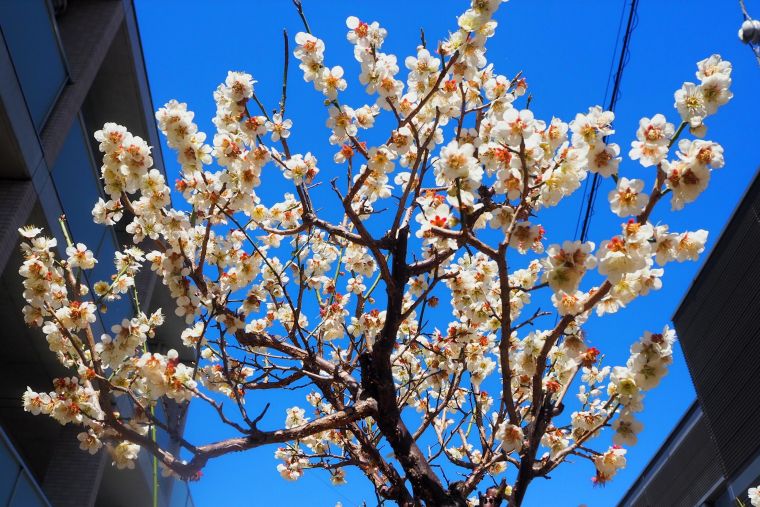 開花ラッシュに小鳥もお花見