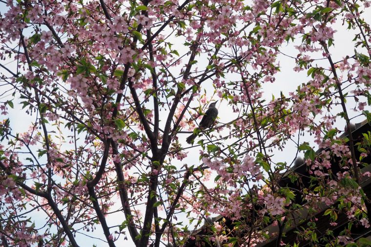 玄関右手のオオヤマザクラにはヒヨドリもお花見に。濃いピンクの花が咲くと同時に鮮やかな若葉の緑が映えています。