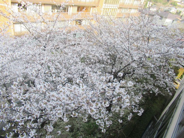 春です。桜満開。