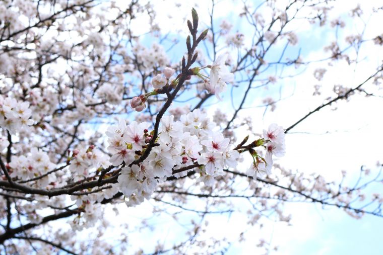 お花見散歩