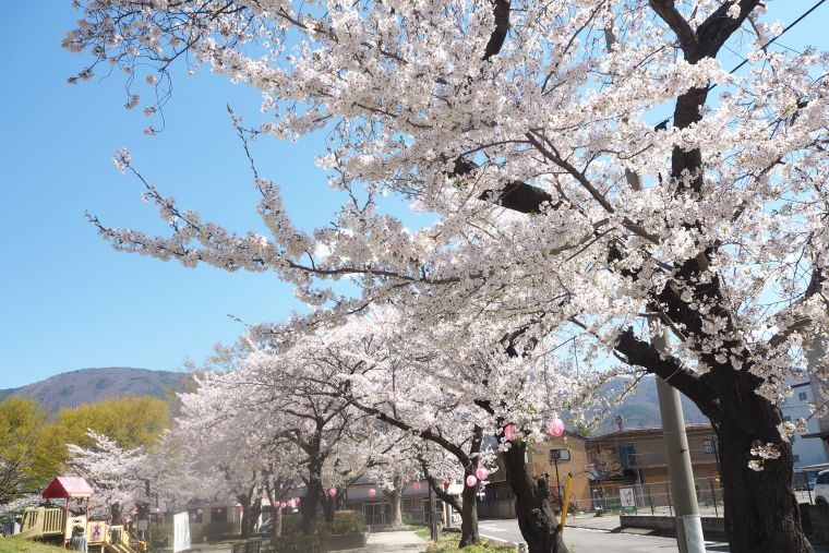 春の暖かさを実感するお花見