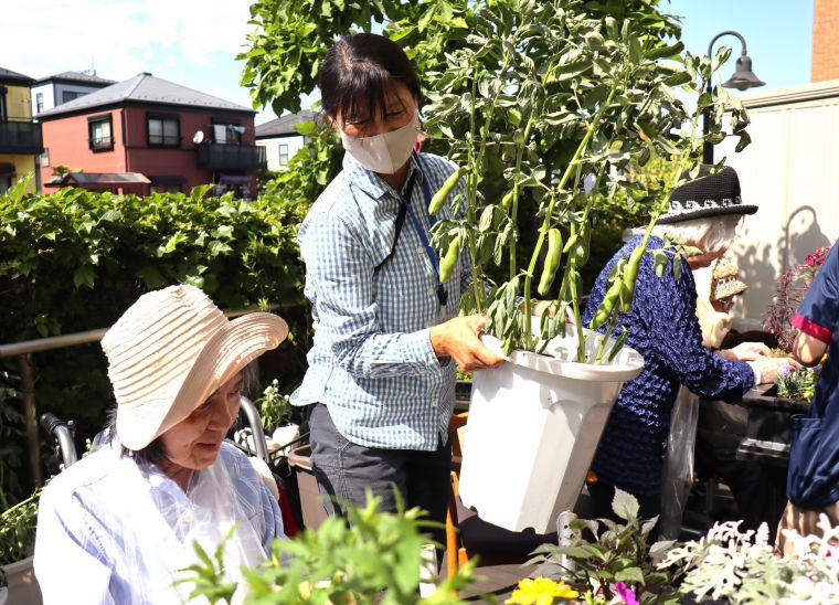 一鉢だけ植えたそら豆、こんなに大きく立派になりました！