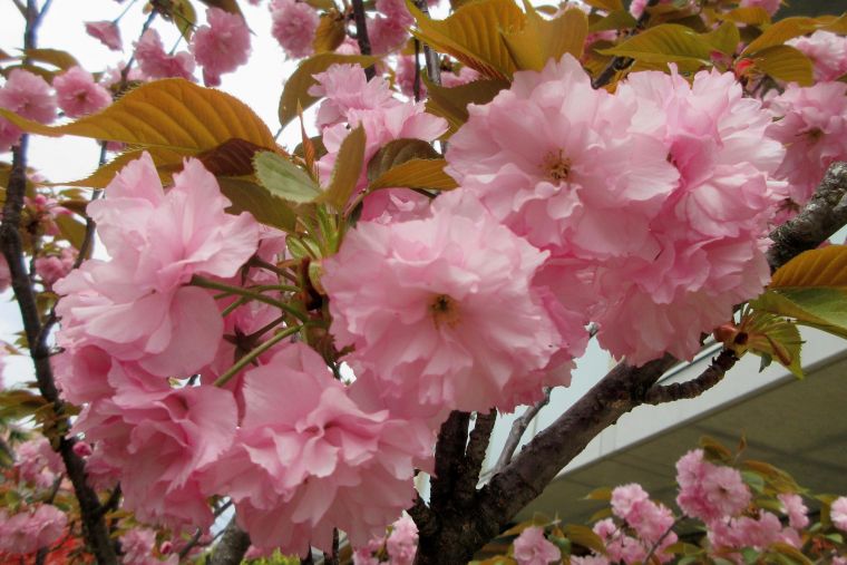 中庭に咲いた八重桜が桜餅の美味しさを引き立ててくれていました。