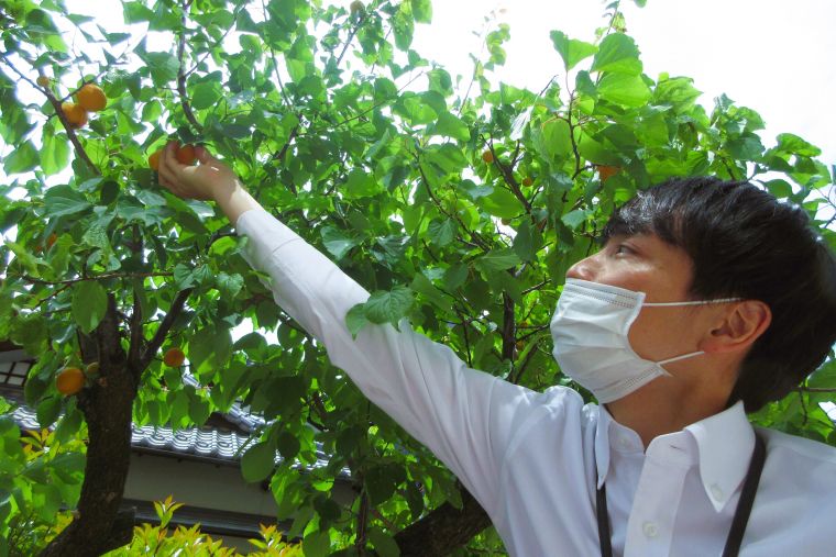 支配人は収穫に初チャレンジ。あまり大きい木ではありませんが、たくさんの実をつけています。