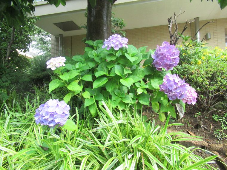 雨に映える紫陽花