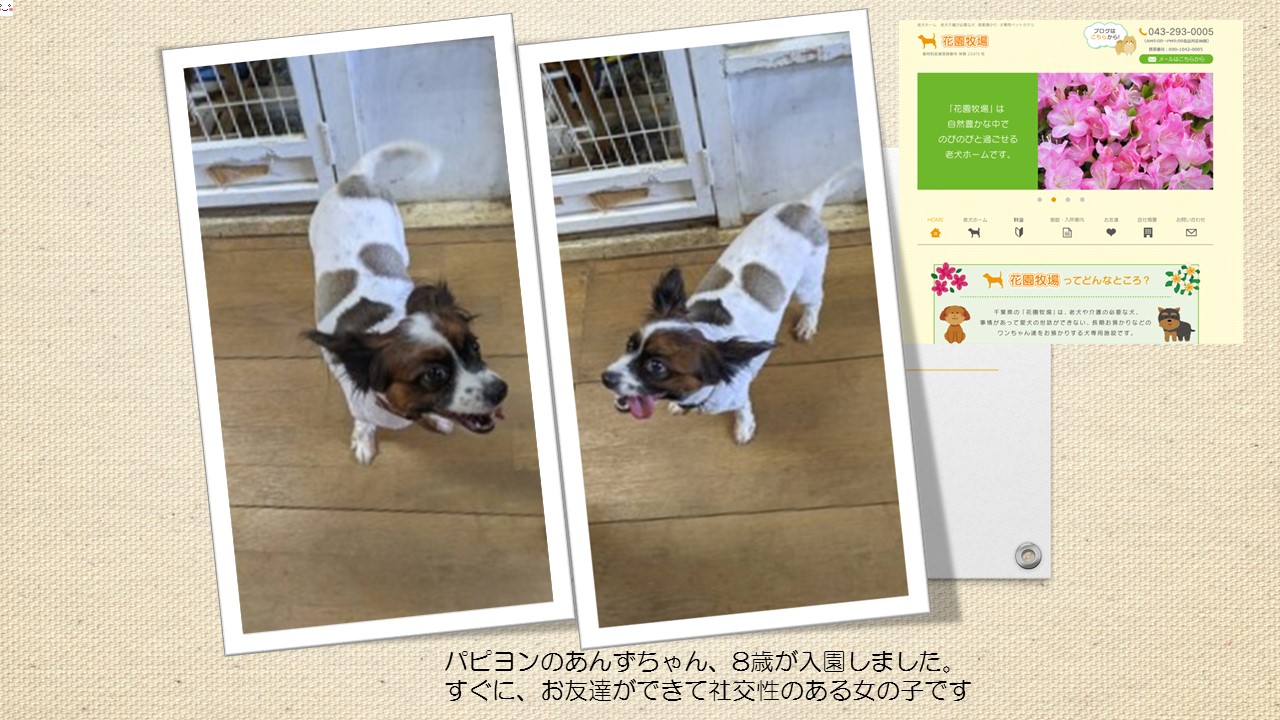 老犬ホーム みずたま介護ステーション