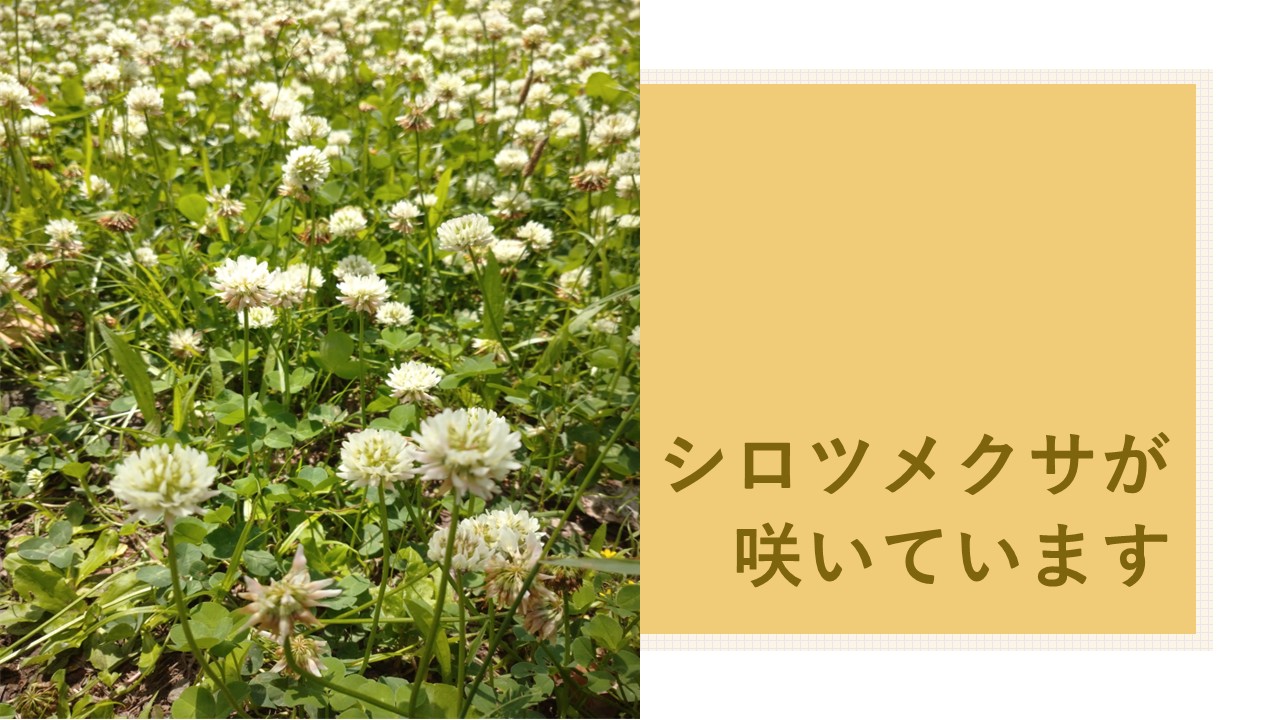 シロツメクサが咲いています｜みずたま介護ステーション